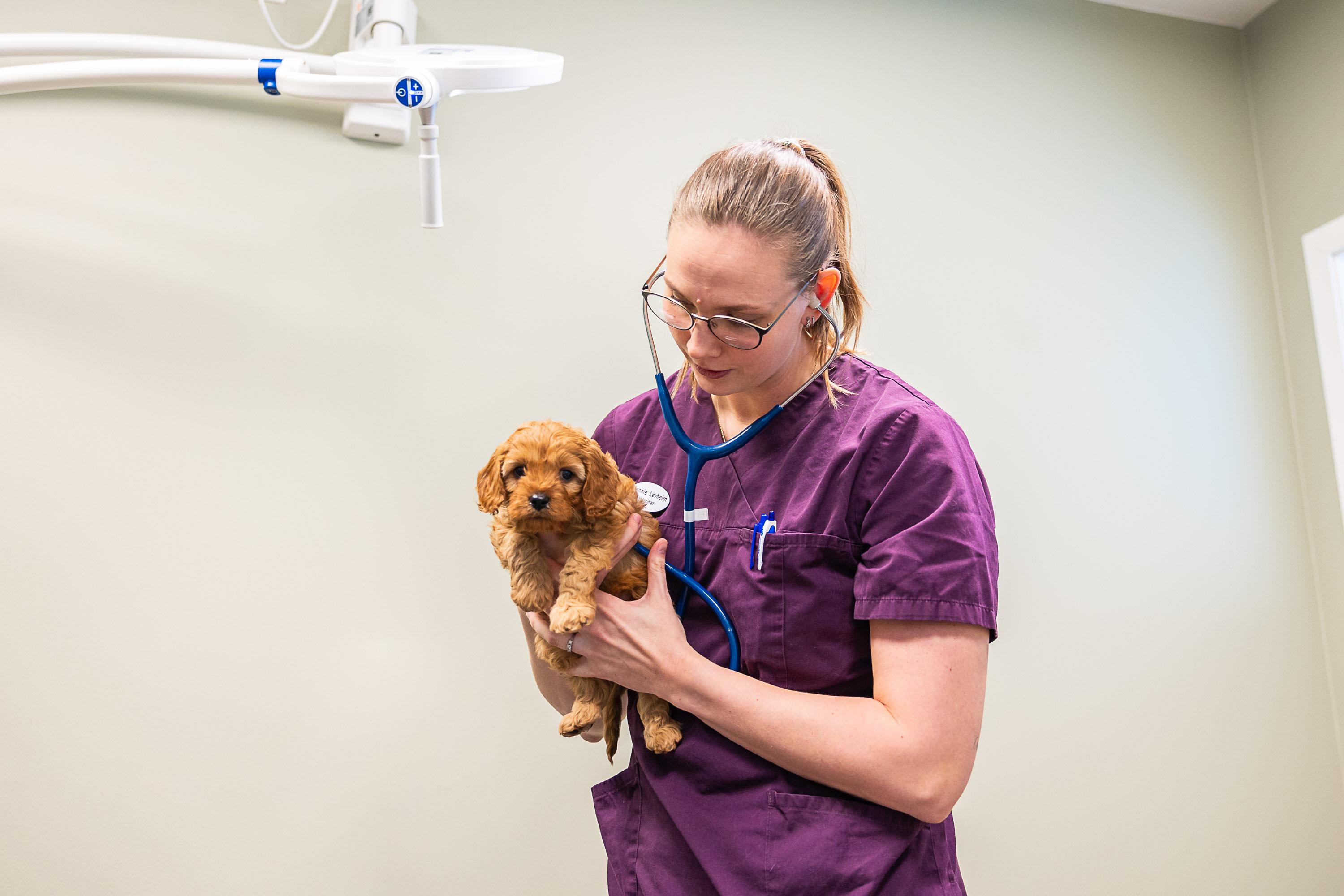 Veterinær med stetoskop holder en liten brun valp i armene