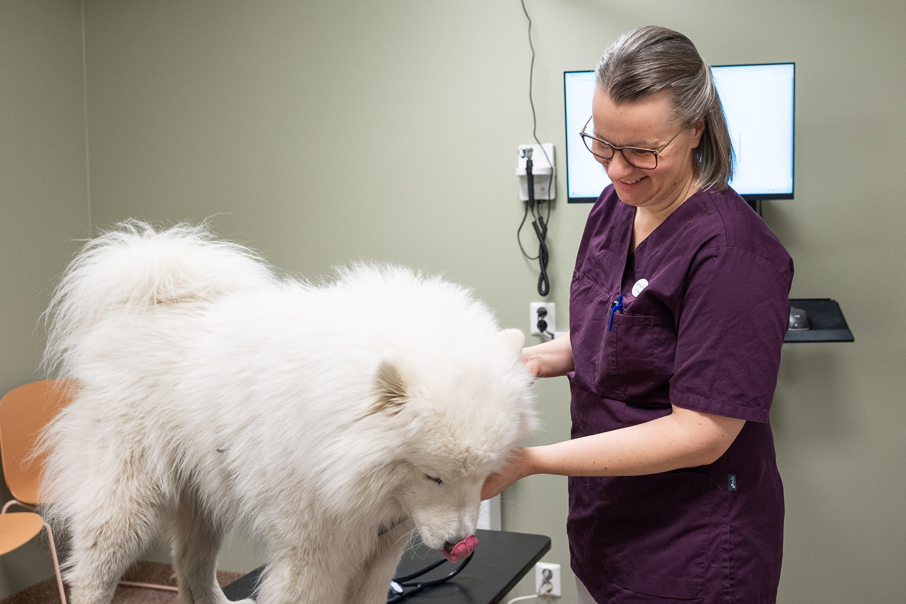 Veterinær kjenner gjennom pelsen på en hvit samojedhund i undersøkelsesrommet