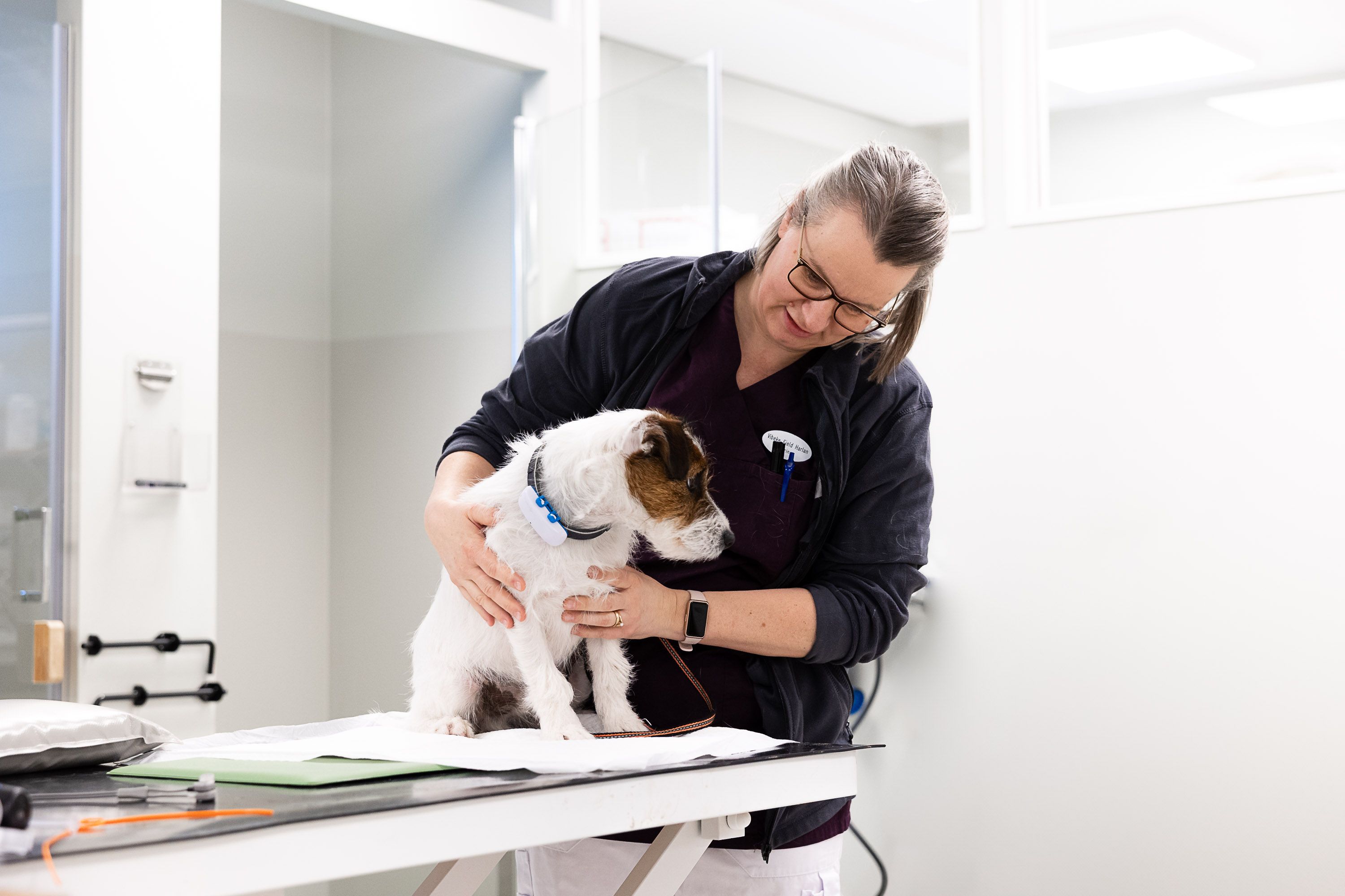 Ansatt bøyer seg ned mot en jack russell terrier på undersøkelsesbordet