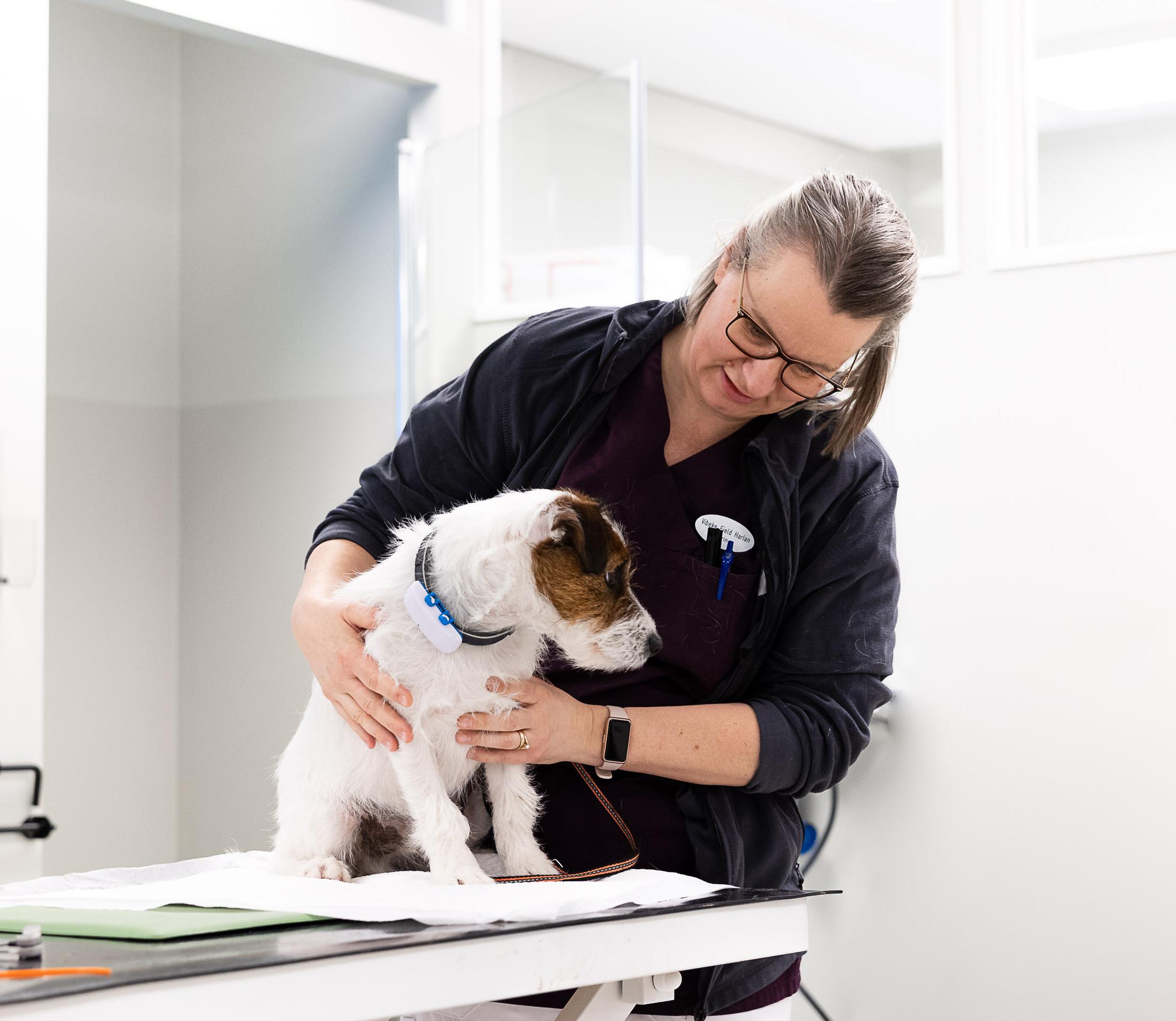 Ansatt bøyer seg ned mot en jack russell terrier på undersøkelsesbordet