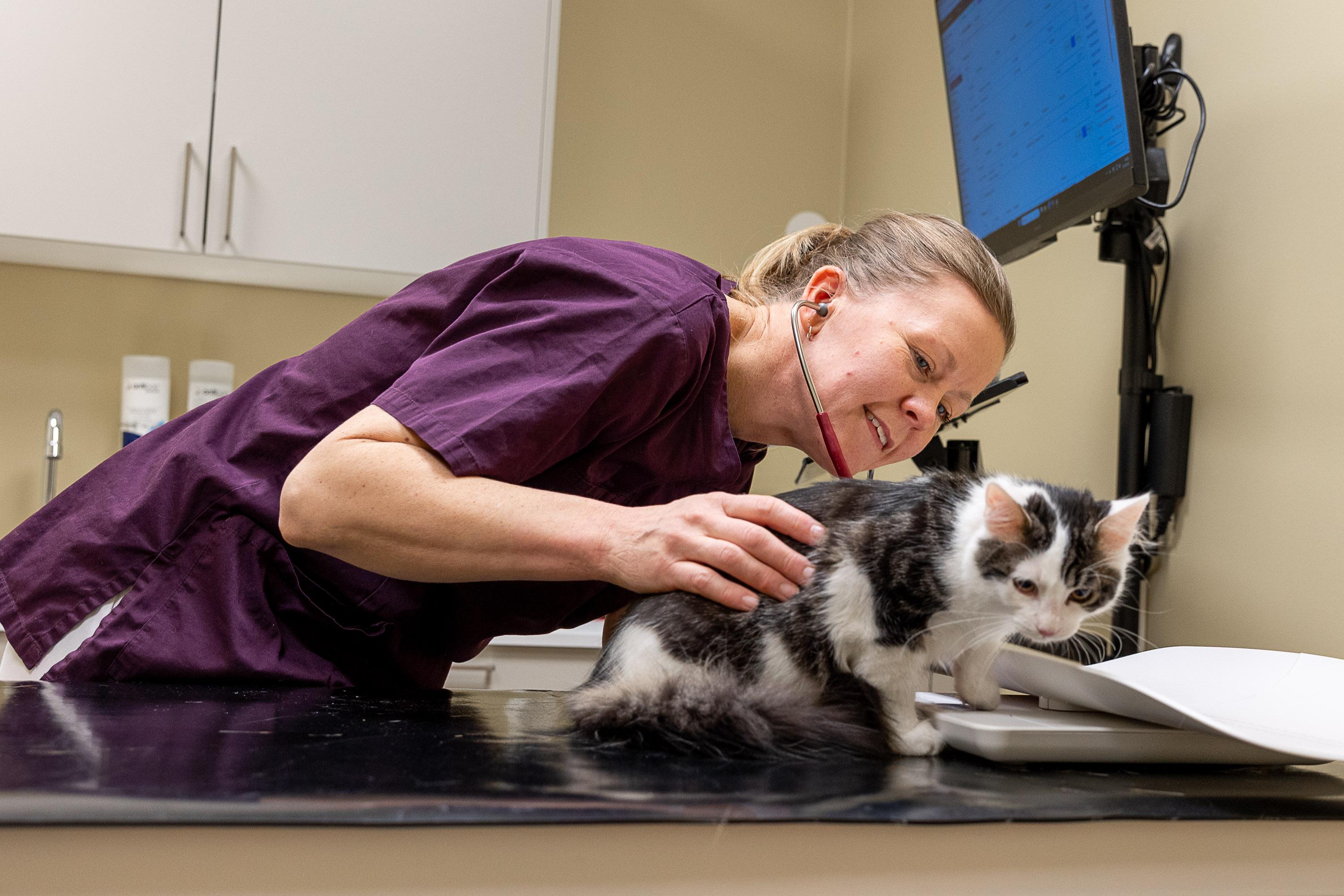 Veterinær undersøker en svart-hvit kattunge på undersøkelsesbordet