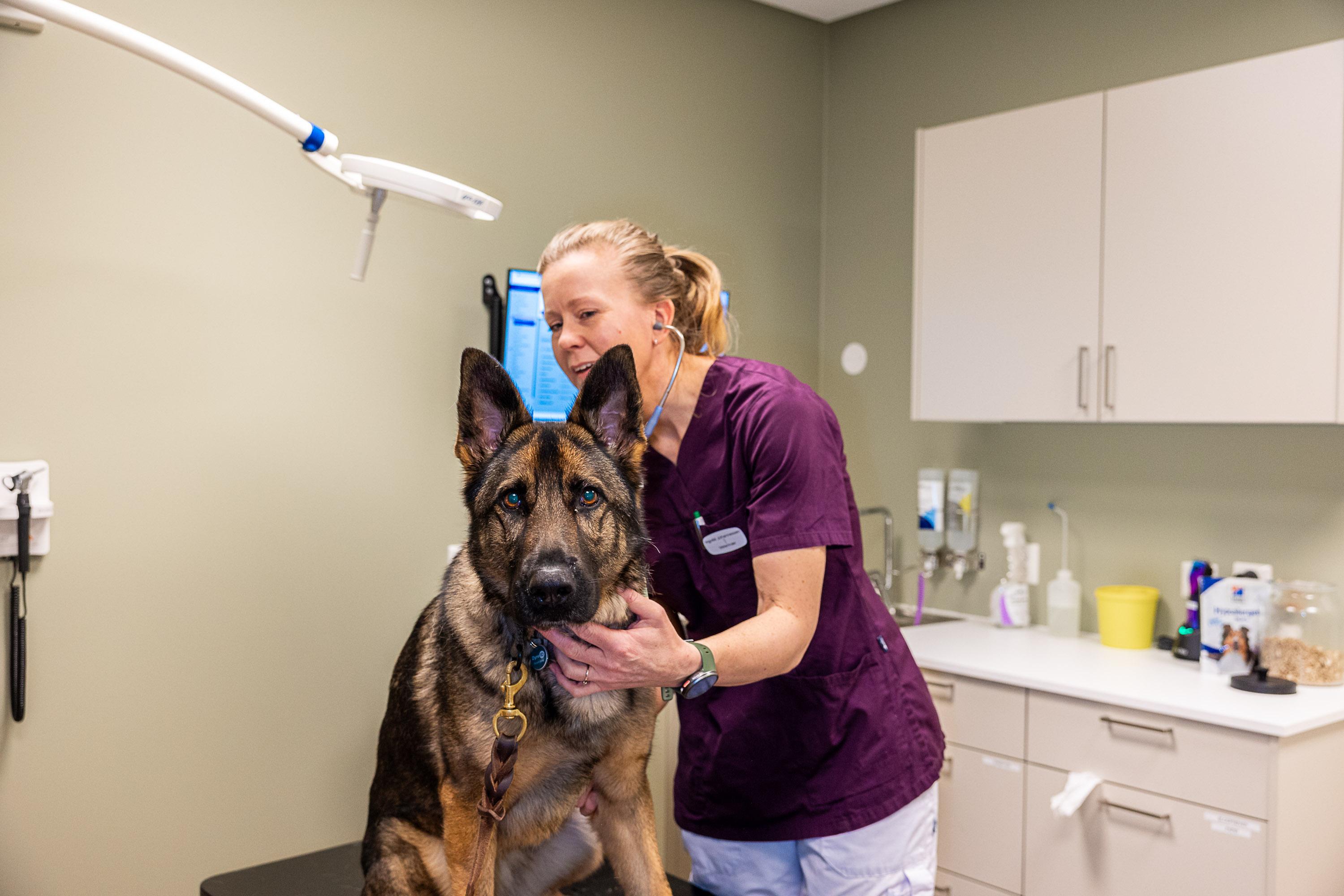 Veterinær holder rundt en schäferhund som sitter på undersøkelsesbordet