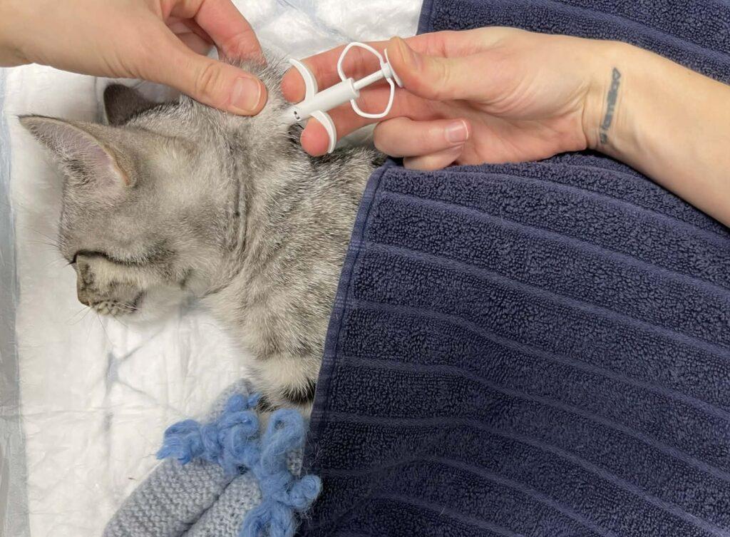 Kattunge får satt inn mikrochip i nakken med en sprøyte mens den ligger på et håndkle