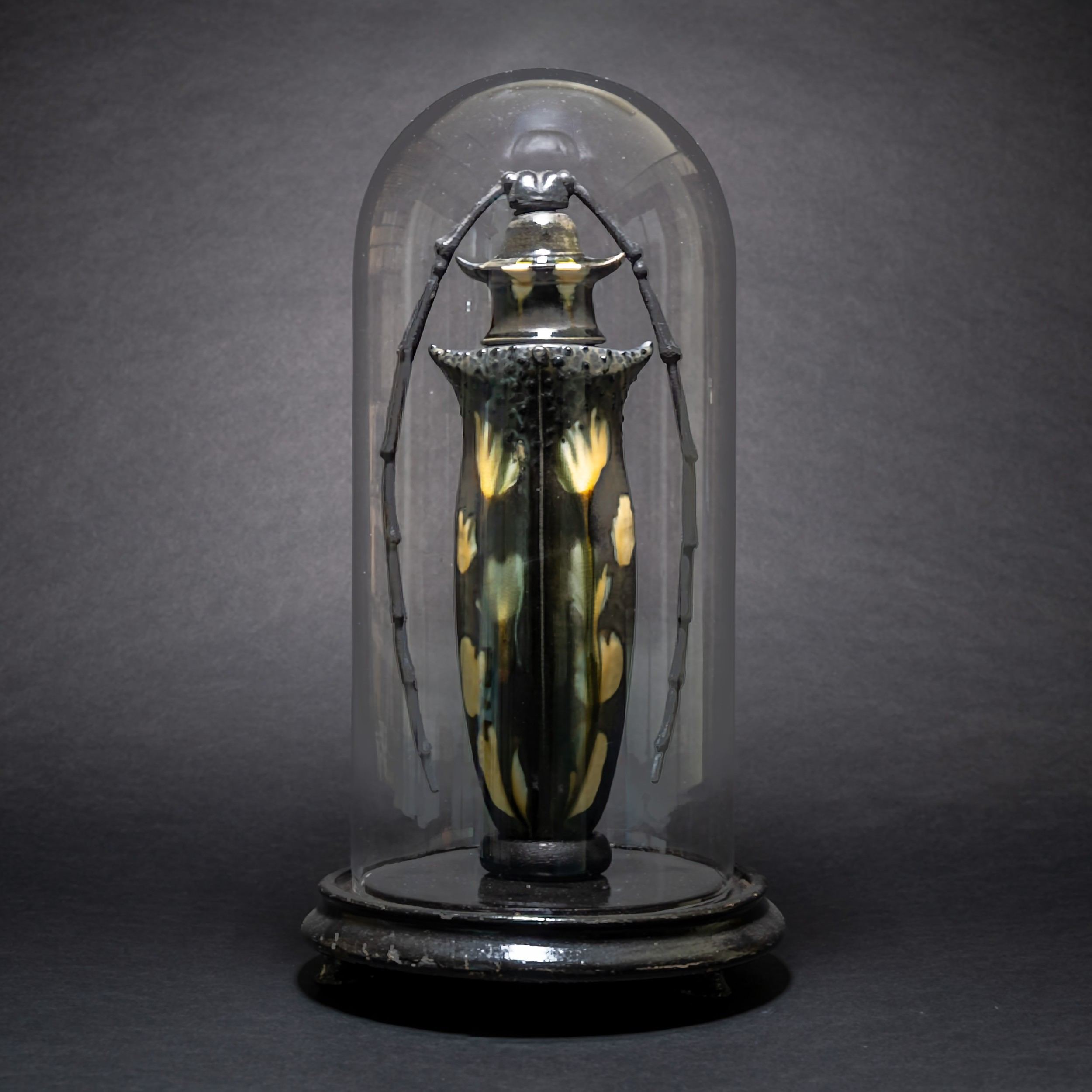 Fabienne Loyens, Analophora