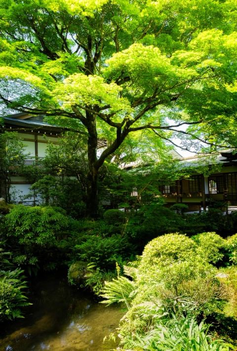 Grand érable au feuillage vert tendre au-dessus d'un ruisseau, devant les bâtiments du temple Sanzen-in