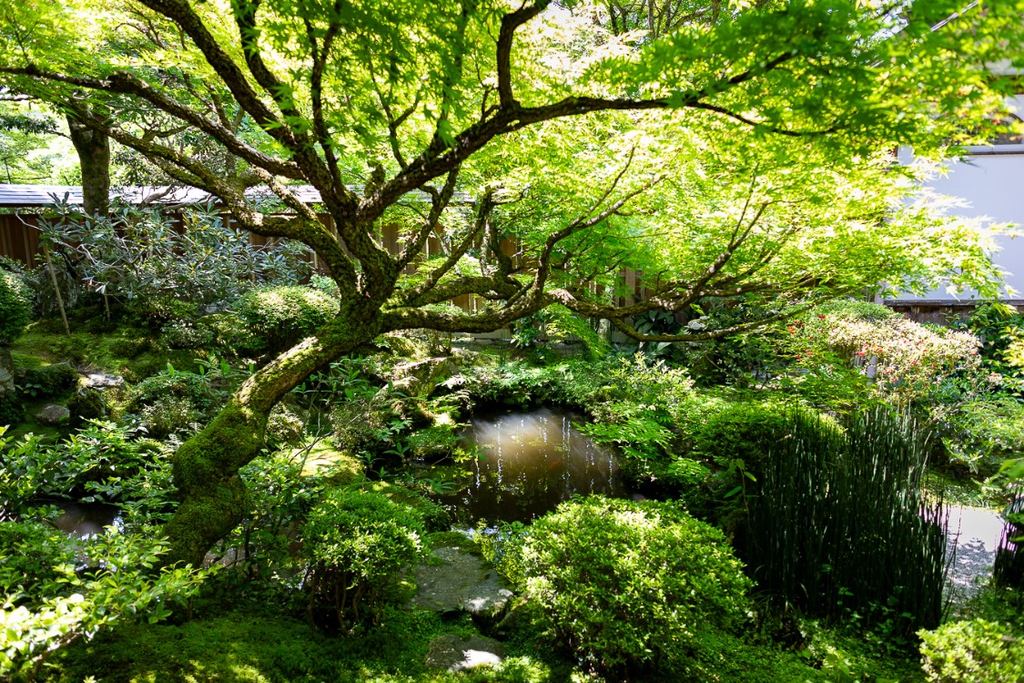 Jardin de mousse et bassin du temple Sanzen-in à Ohara, au printemps