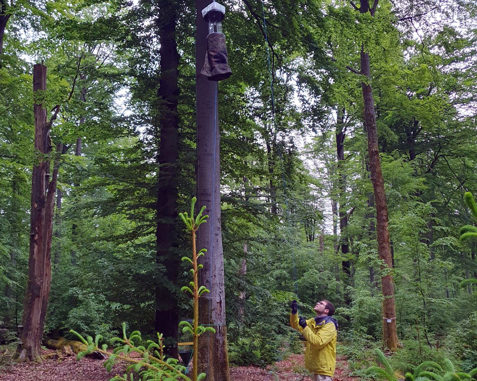 Forschender im Wald