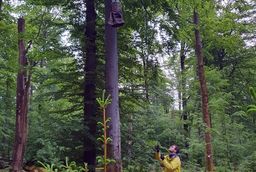 Forschender im Wald