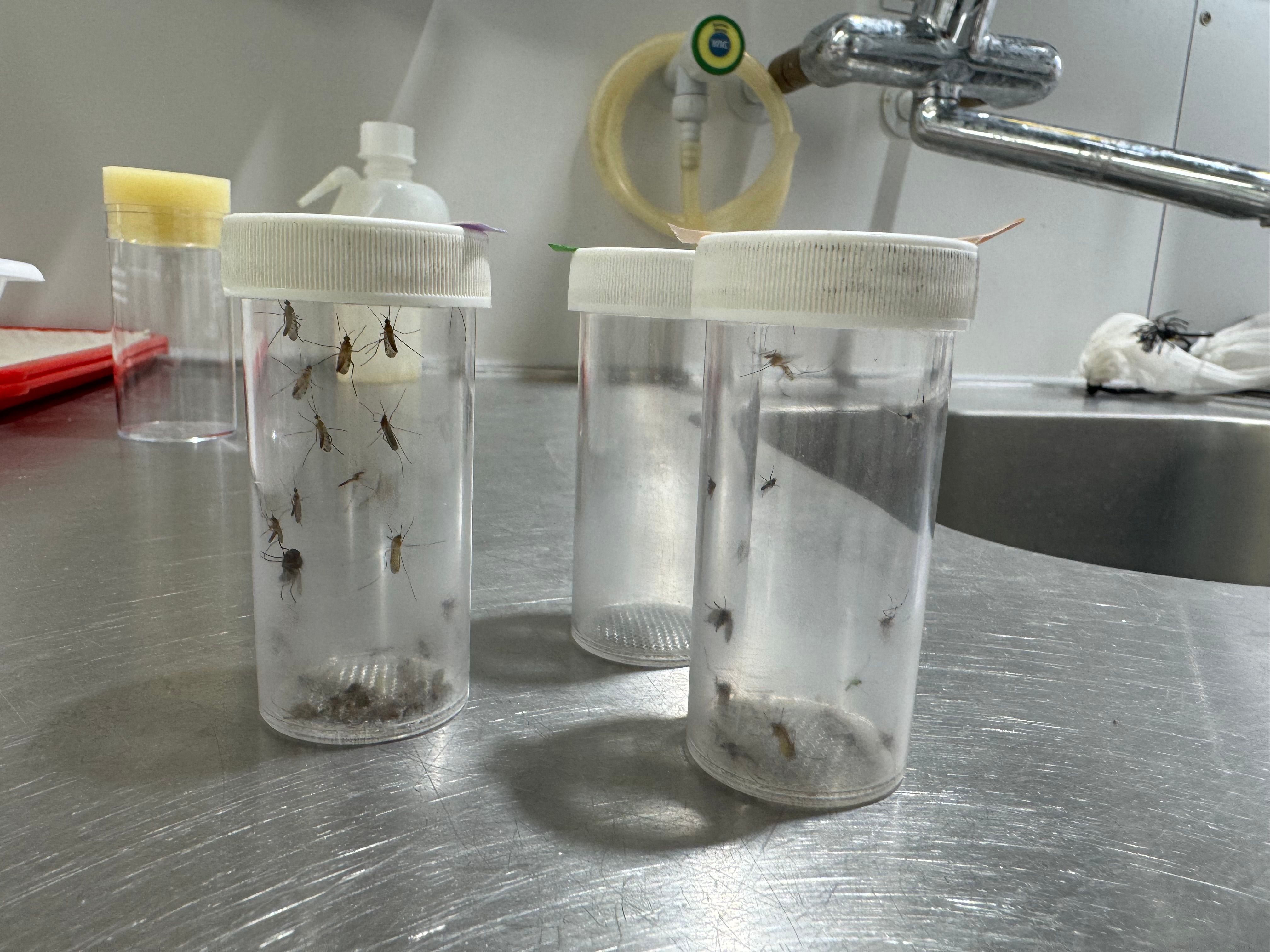 Mücken werden im Labor untersucht