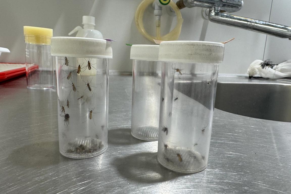 Mücken werden im Labor untersucht