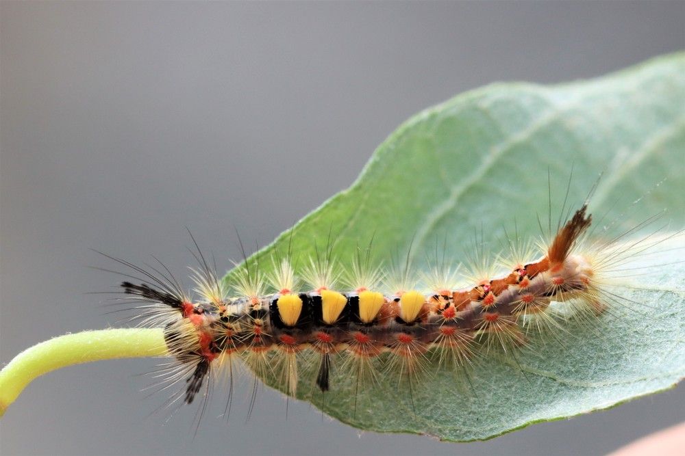 The caterpillars of many moth species feed on pioneer shrubs – that is, tree species that dominate in the years following a disturbance – such as this brush-footed moth (Orgyia antiqua) on goat willow.