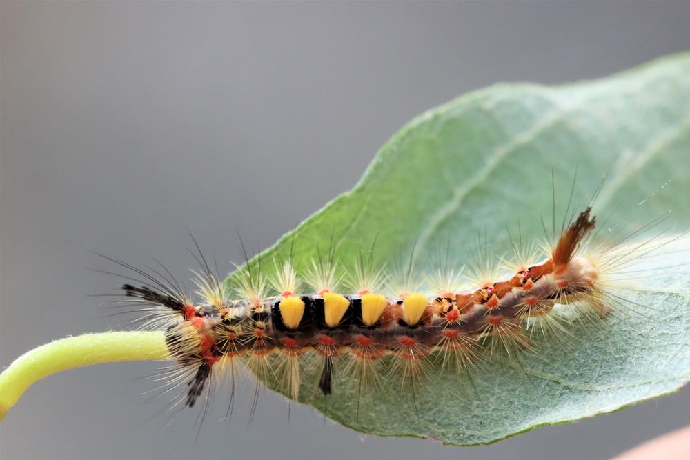 The caterpillars of many moth species feed on pioneer shrubs – that is, tree species that dominate in the years following a disturbance – such as this brush-footed moth (Orgyia antiqua) on goat willow.