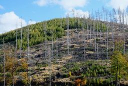 Bild von abgestorbenen Bäumen im Harz