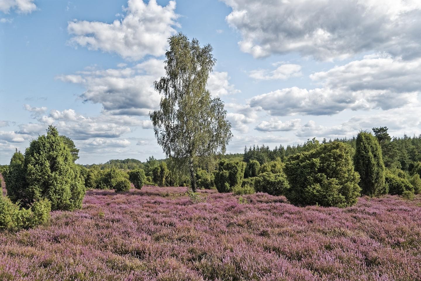 Birch in the heathland region of Lower Saxony