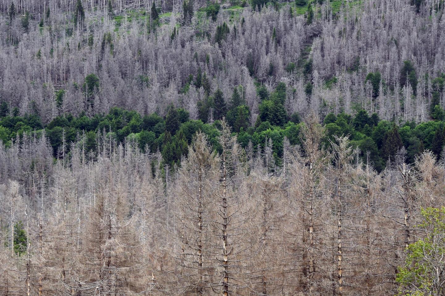 Bark beetle spruce and deciduous trees along a watercourse in the Upper Harz.