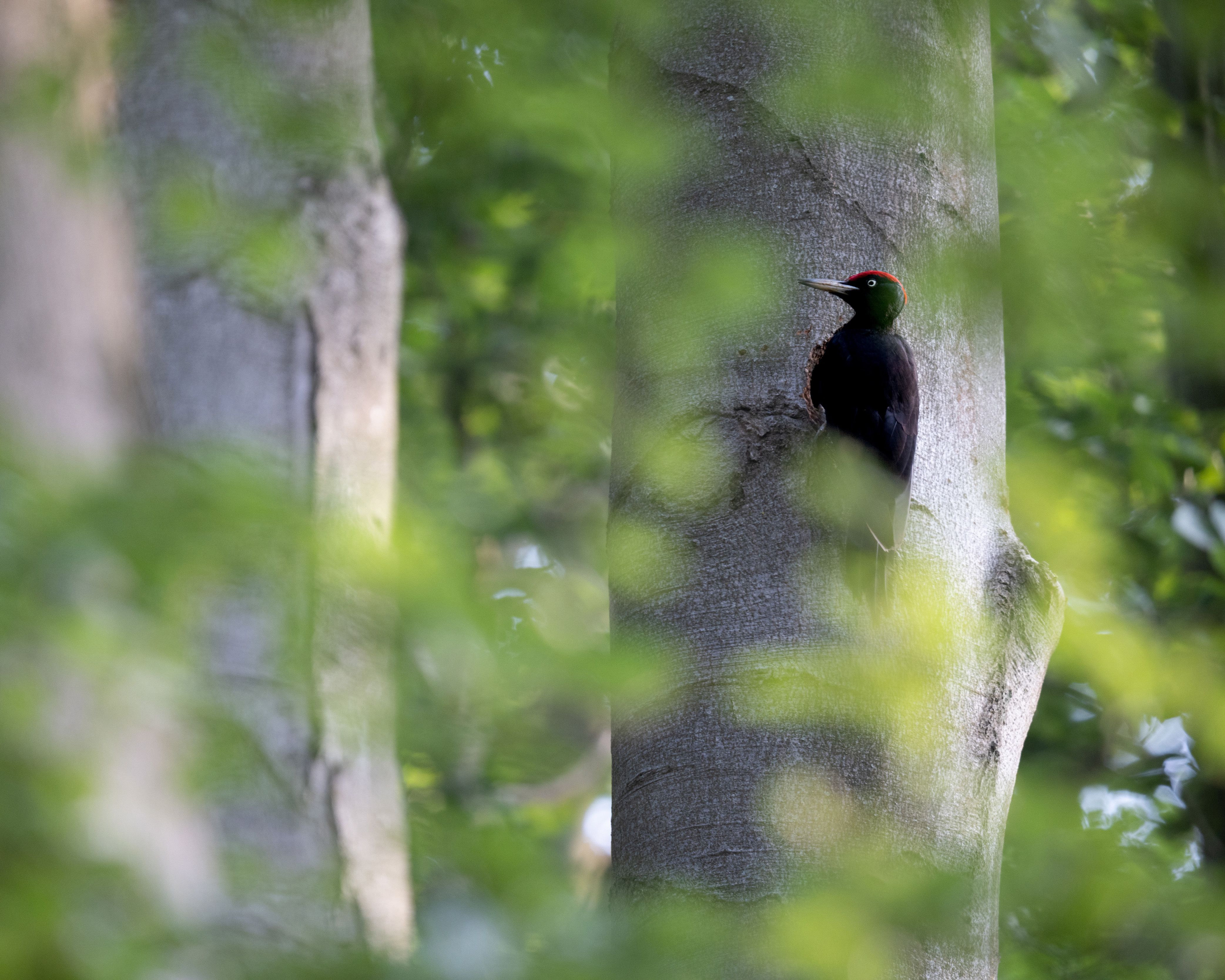 Schwarzspecht im niedersächsischen Wald – seine Rufe und Trommelwirbel werden im DIVERSA-Projekt akustisch erfasst.