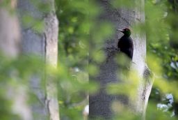 Schwarzspecht im niedersächsischen Wald – seine Rufe und Trommelwirbel werden im DIVERSA-Projekt akustisch erfasst.