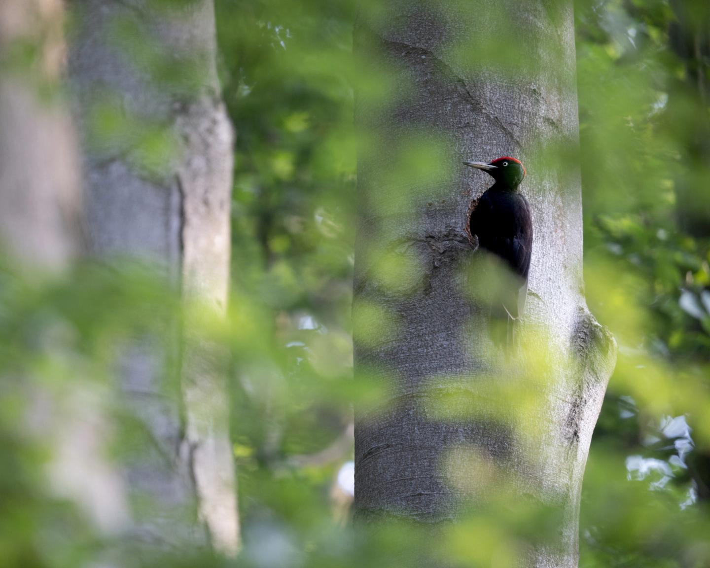 Schwarzspecht im niedersächsischen Wald – seine Rufe und Trommelwirbel werden im DIVERSA-Projekt akustisch erfasst.