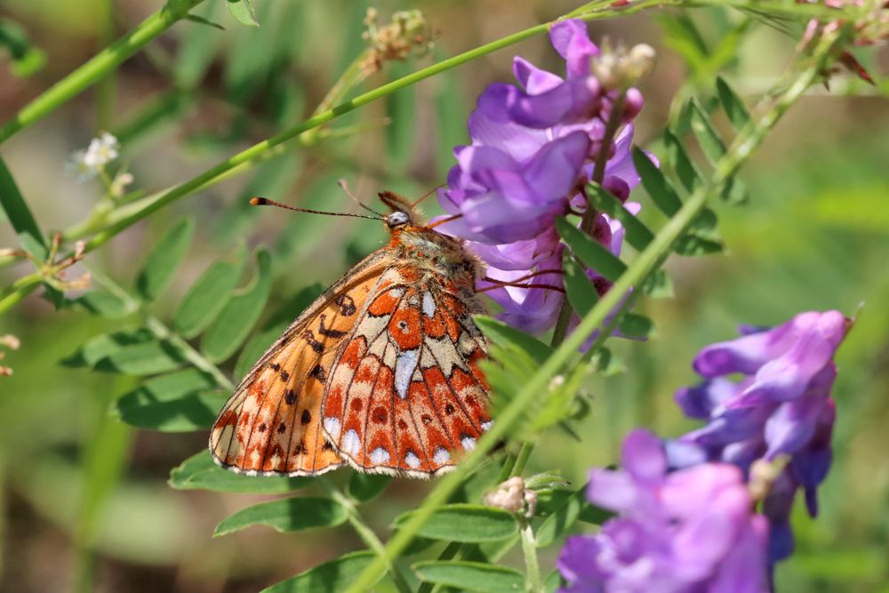 Pearl-bordered fritillary (Boloria euphrosyne) prefers open woodland and therefore benefits from forest disturbances.