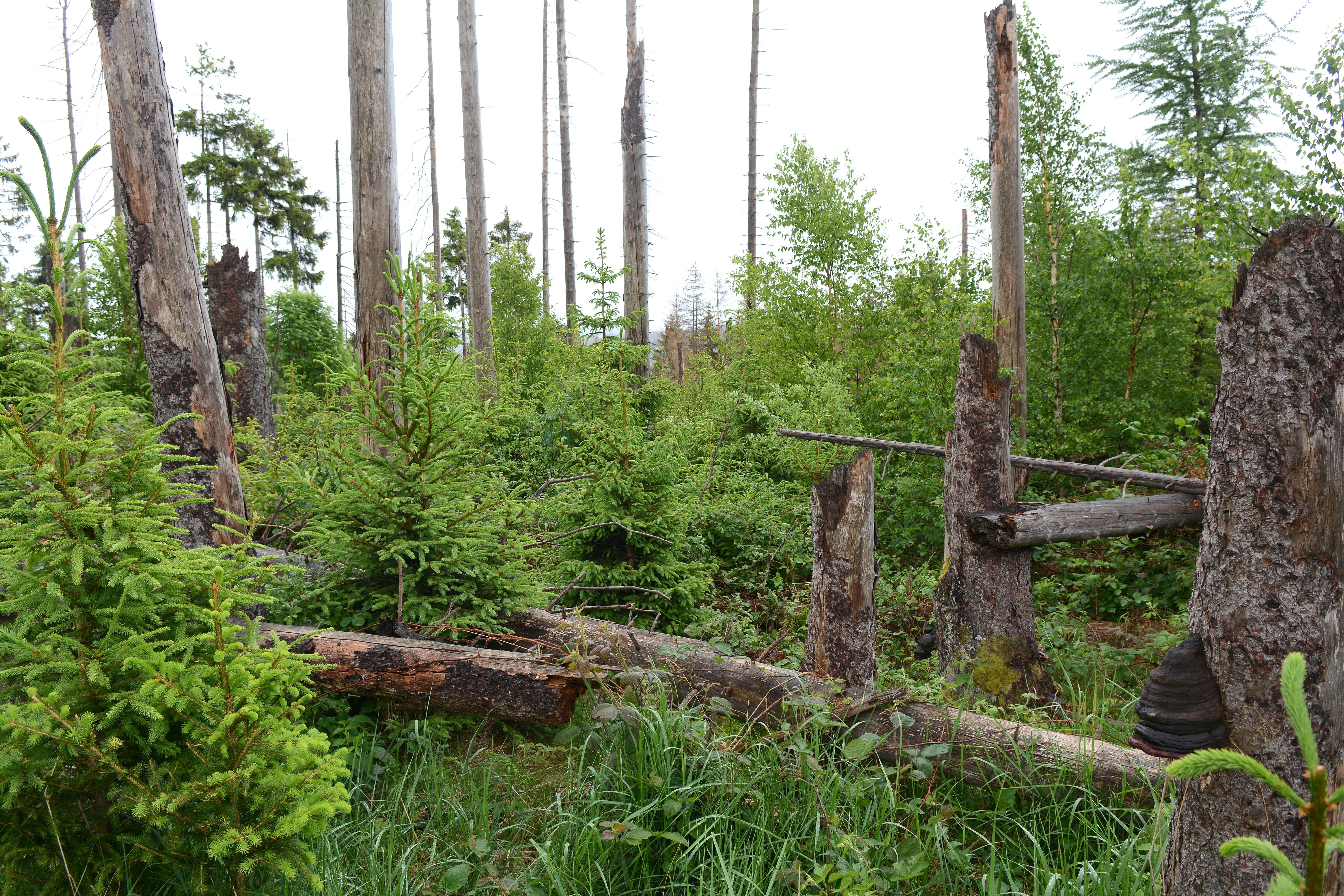 A succession site in the Harz Mountains in Lower Saxony – just a few years after the spruce trees have died, a lush layer of shrubs and herbaceous plants is developing. 
