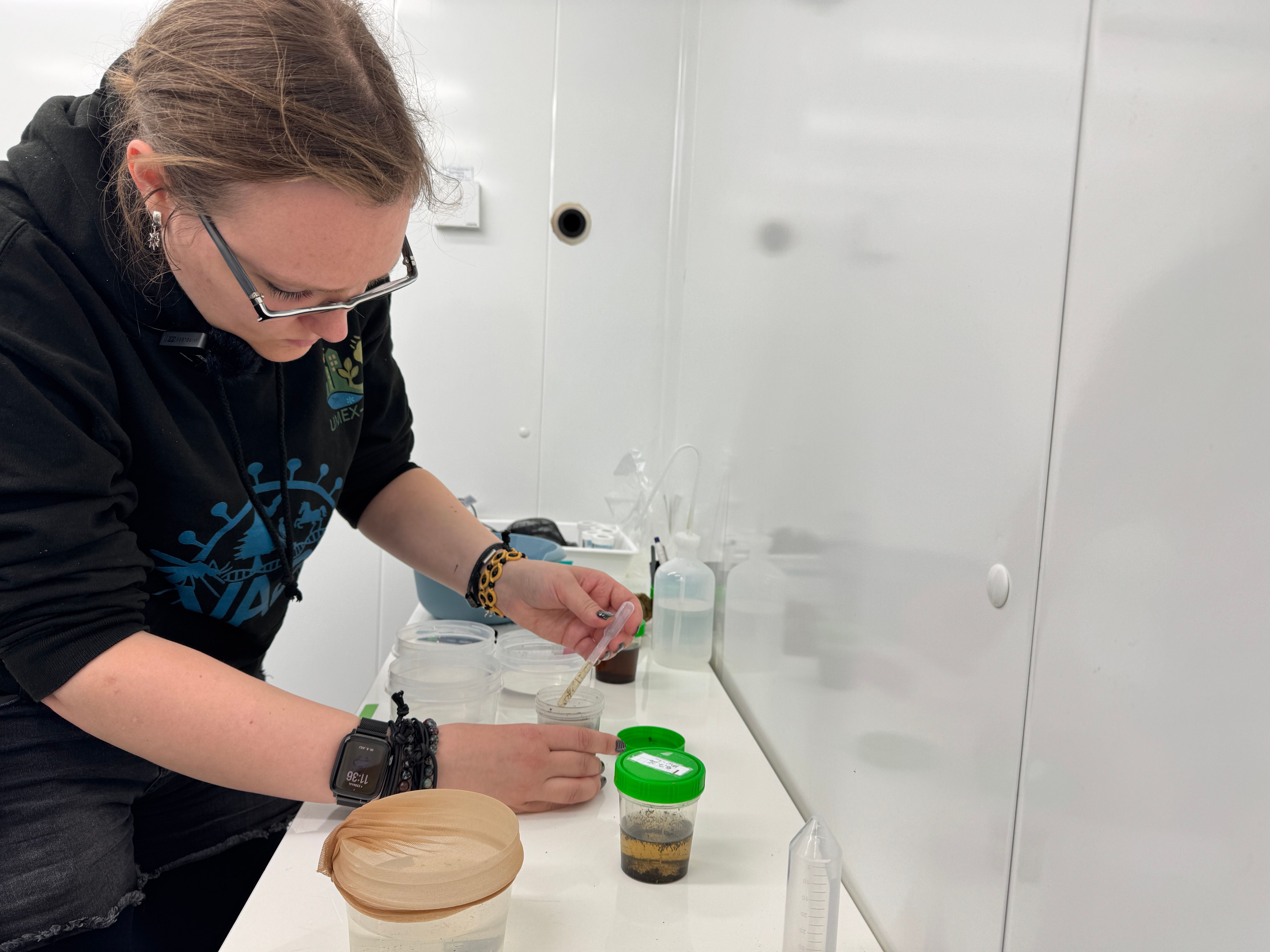 Im Labor überführt Dr. Cara Leonie Ebert die gesammelten Mückeneier und -larven in abgestandenes Wasser, in dem sie schlüpfen und sich weiterentwickeln können.