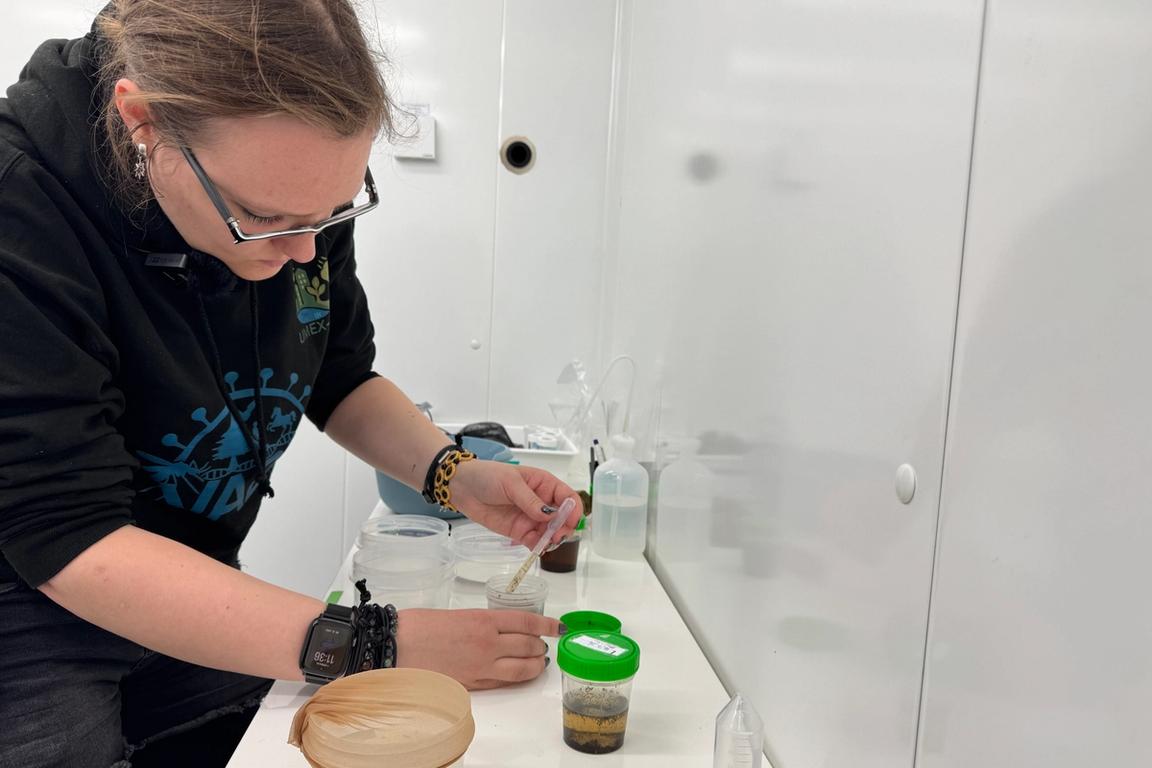 Im Labor überführt Dr. Cara Leonie Ebert die gesammelten Mückeneier und -larven in abgestandenes Wasser, in dem sie schlüpfen und sich weiterentwickeln können.