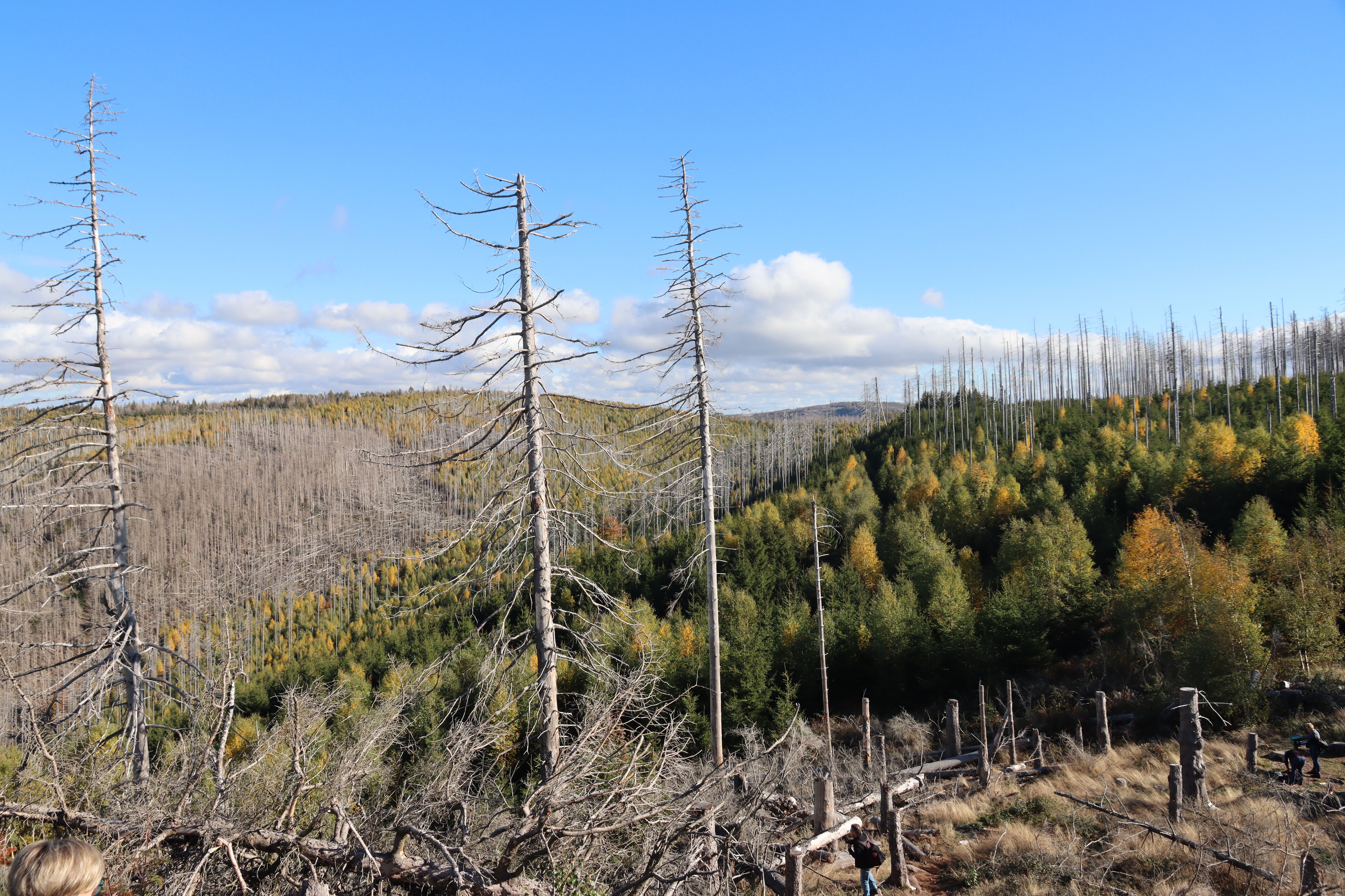 A mosaic of different forest successional stages following large-scale disturbance caused by bark beetles in the Harz region of Lower Saxony. 