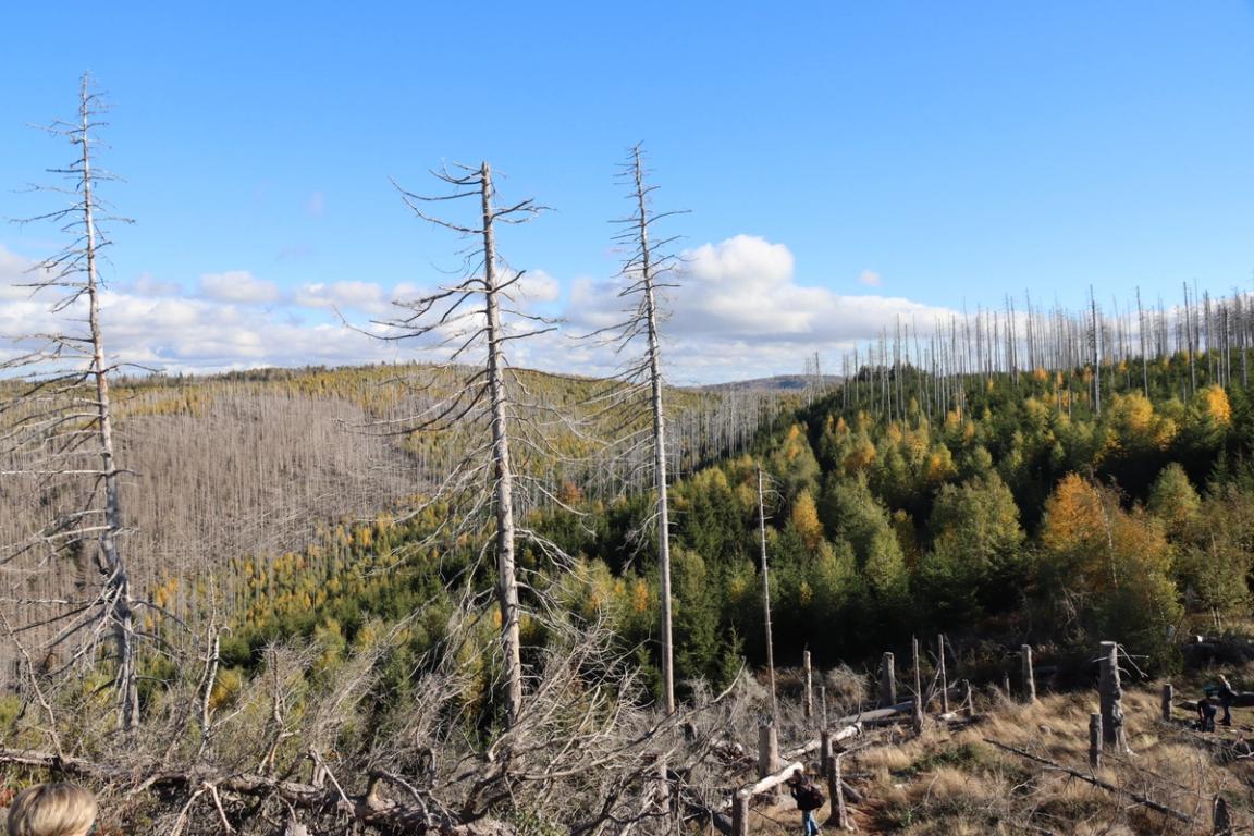 A mosaic of different forest successional stages following large-scale disturbance caused by bark beetles in the Harz region of Lower Saxony.