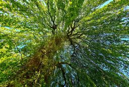 Tree crown photographed from below
