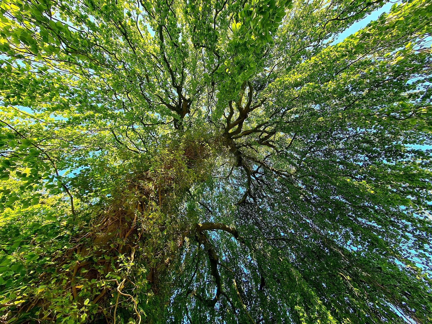 Tree crown photographed from below