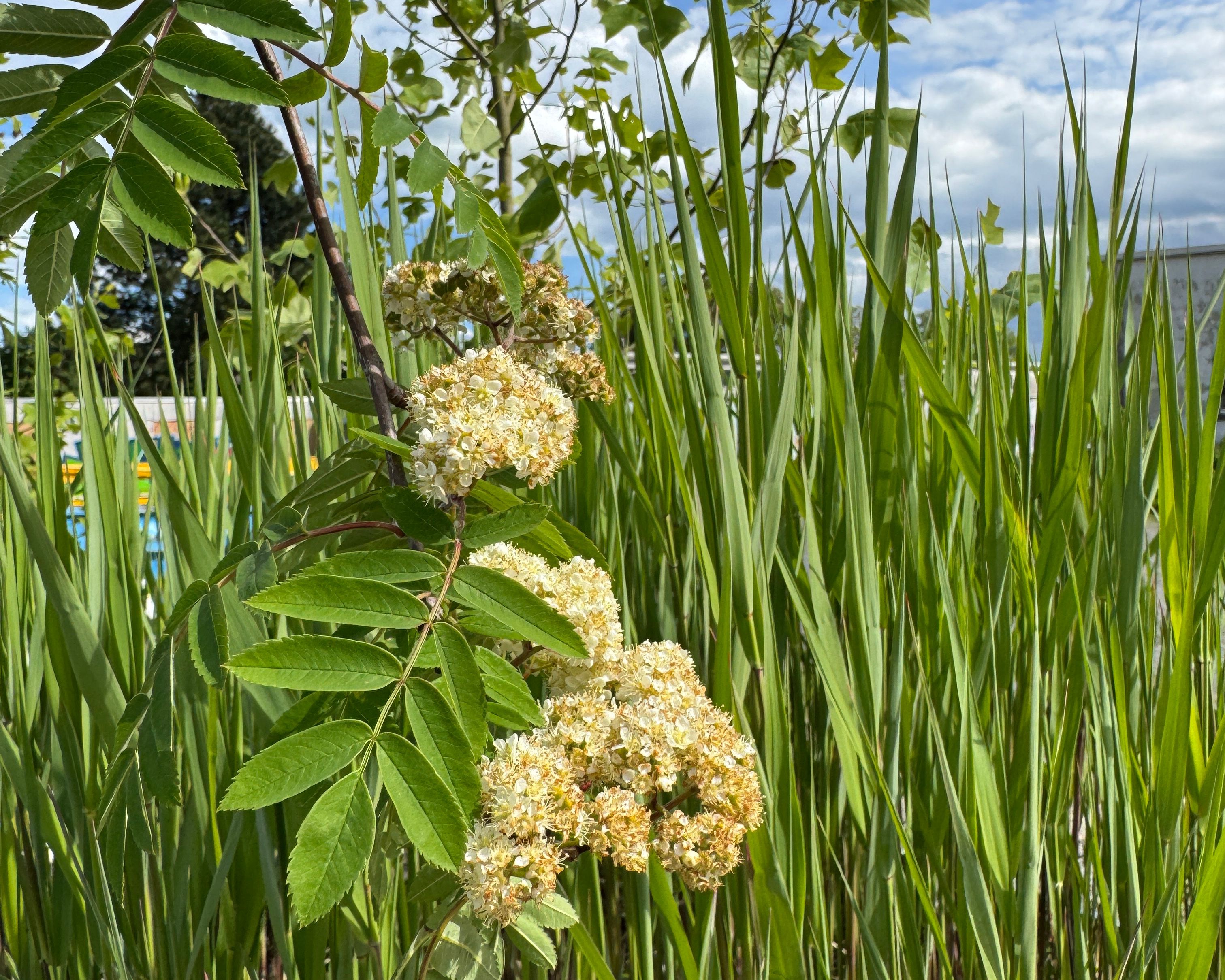 Schilfbecken