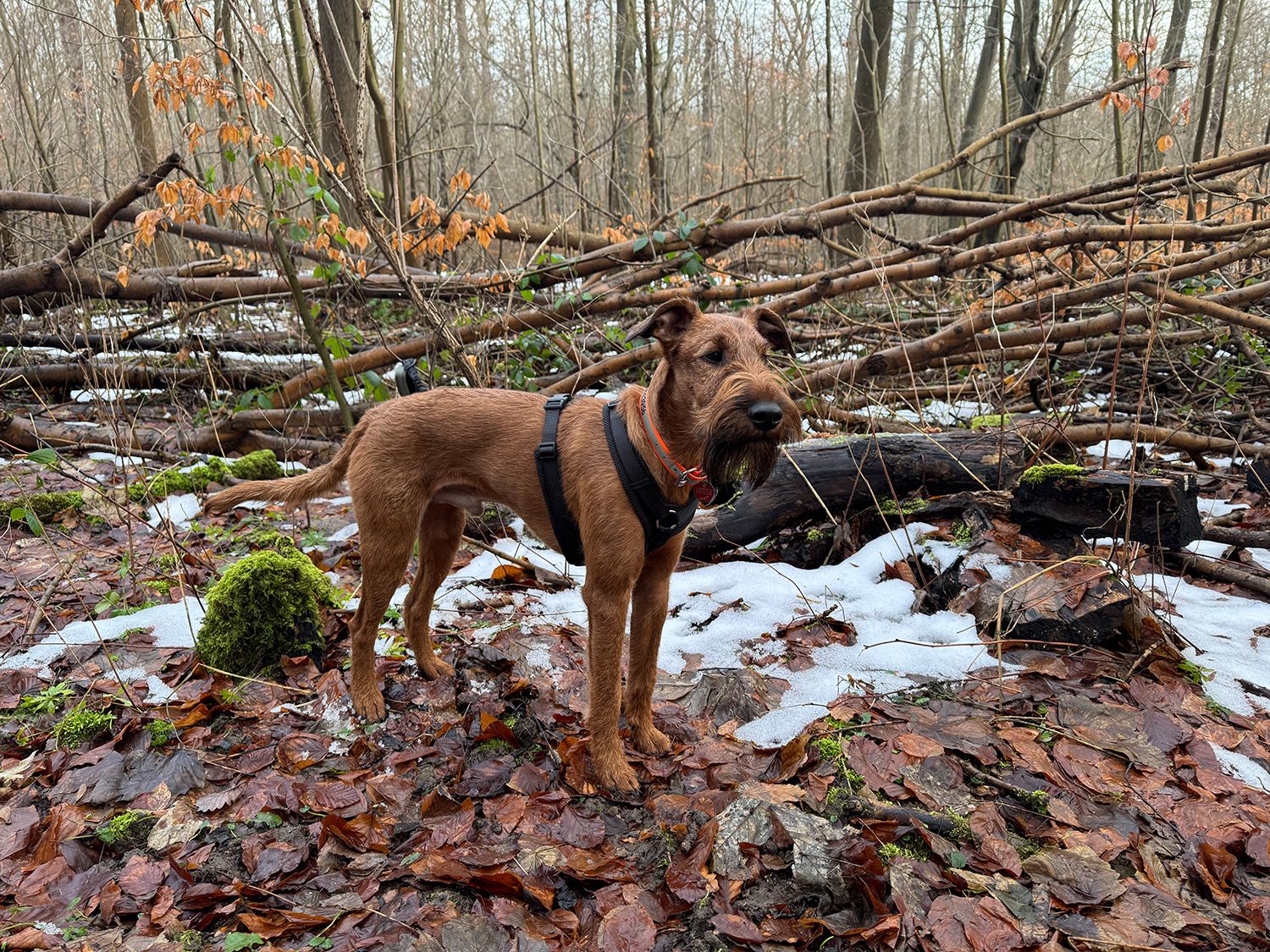Hektor, Sandras Hund