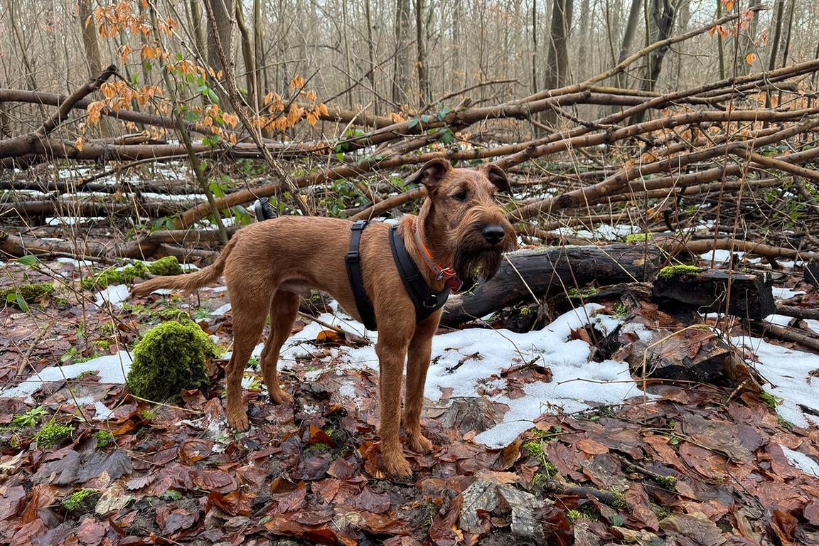 Hektor, Sandras Hund