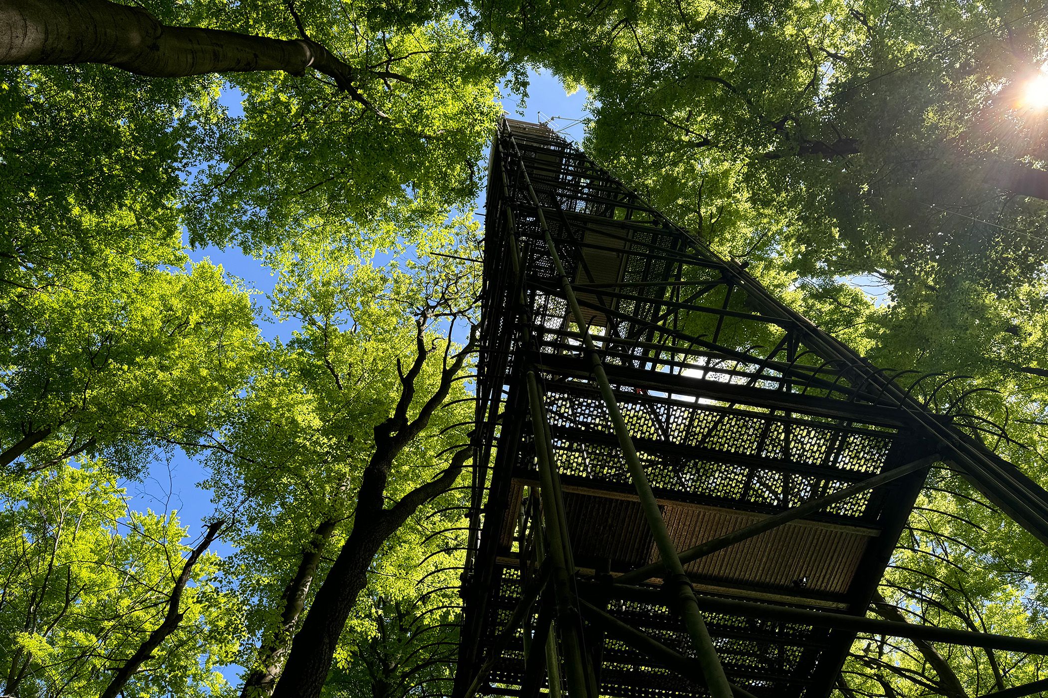 The CO₂ measurement tower, also known as the Eddy Covariance tower, in Göttingen's city forest as seen from the ground. 