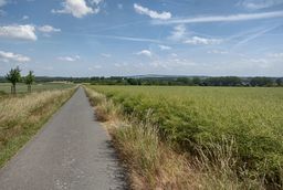 Ein Feldweg verläuft durch Kornfelder