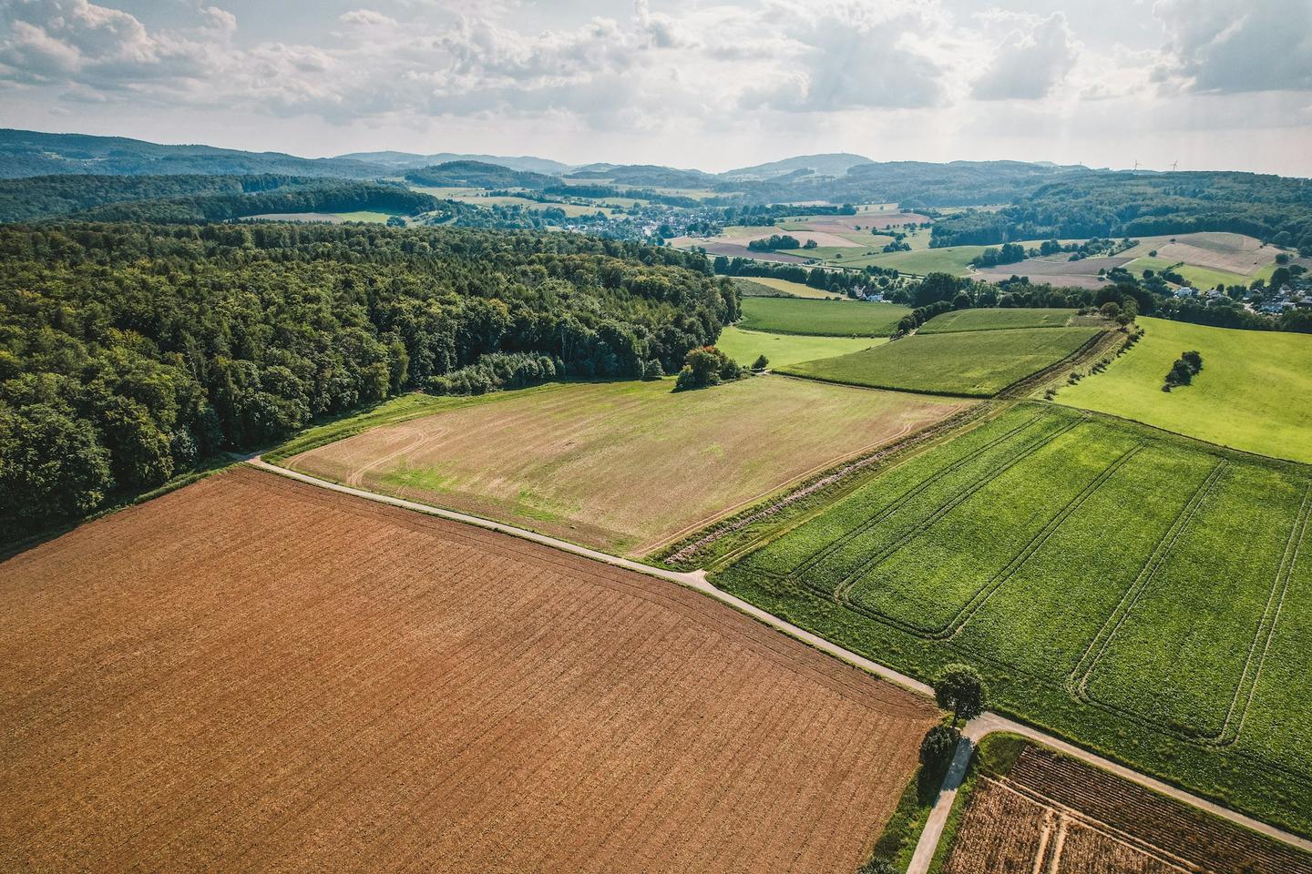 Luftaufnahme eines großen Feldes mit Bäumen im Hintergrund