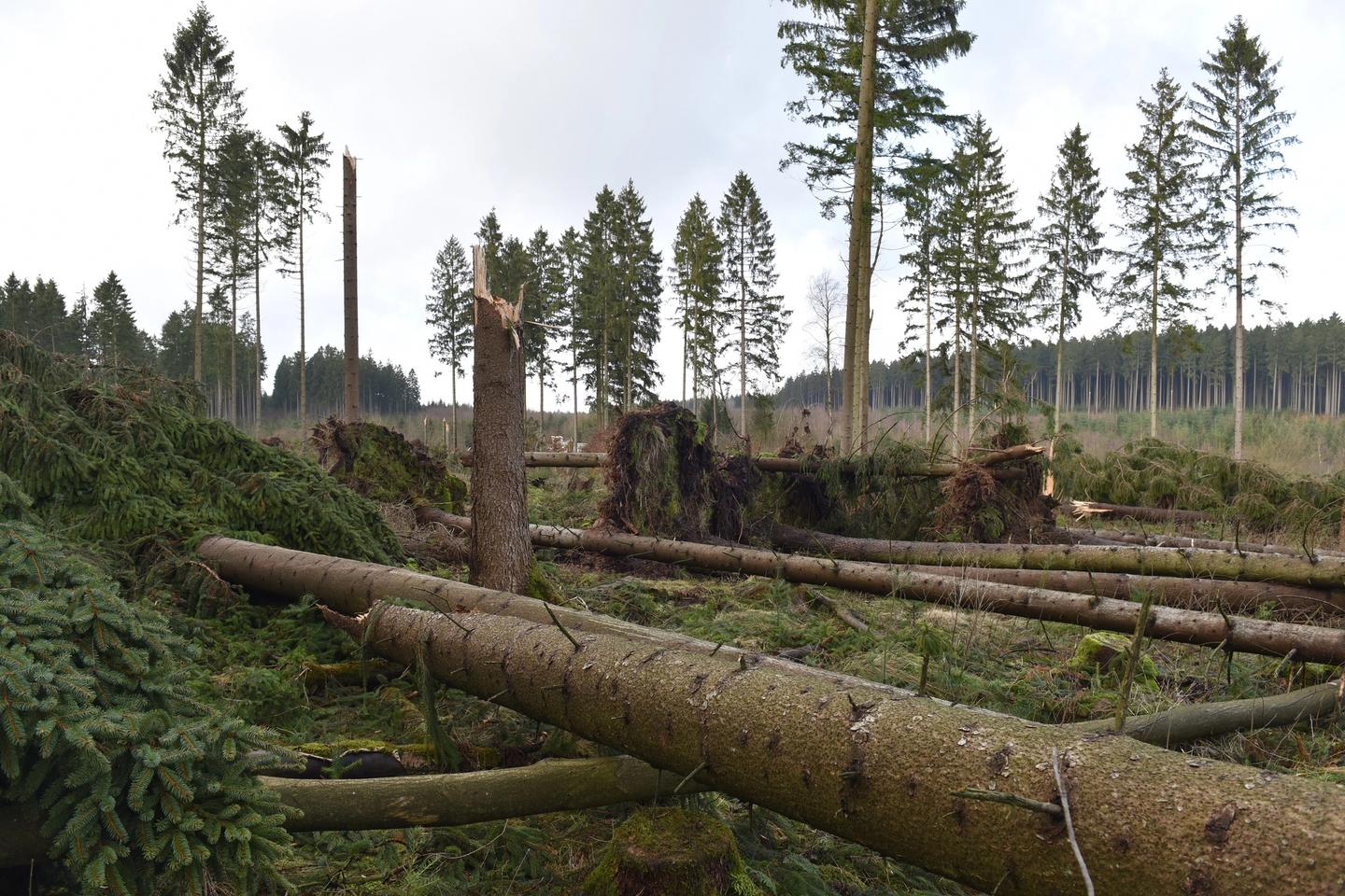 In the foreground overtrown and broken spruce trees are lying around in a chaotic manner. In the background a hand full of spruce trees are left standing loosely dispersed.