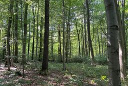 Symbolic image of the forest in the Harz foreland
