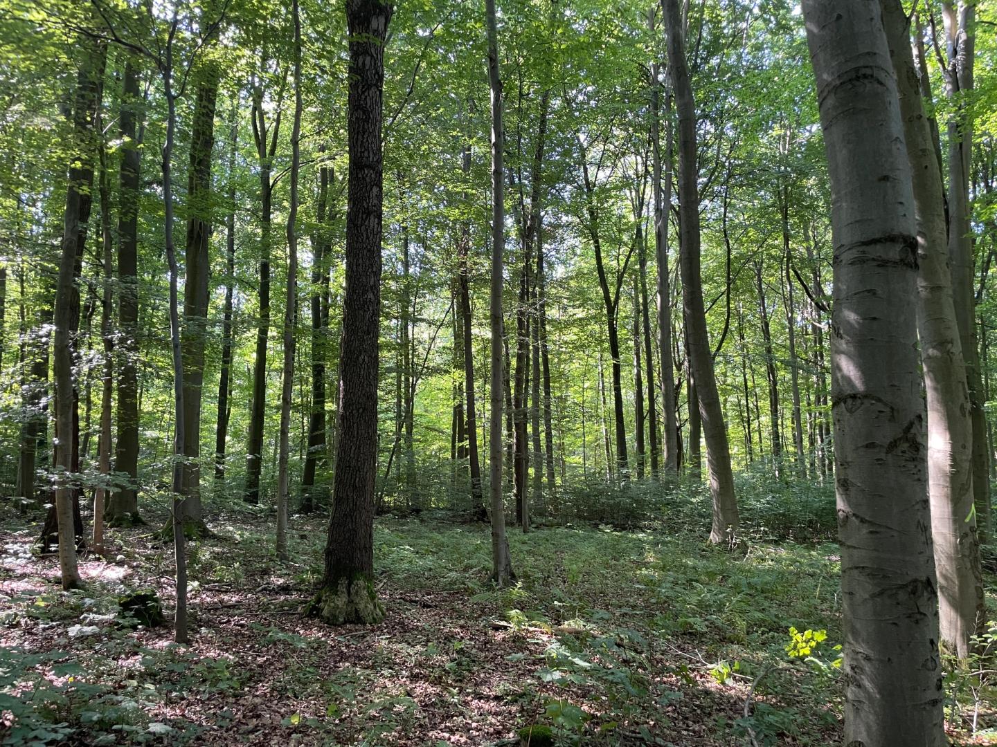 Symbolic image of the forest in the Harz foreland
