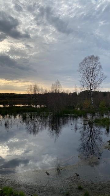 Gifhorner Moor