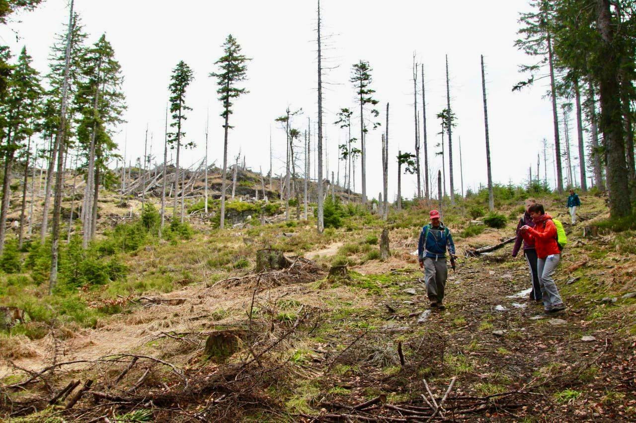 In the picture, four people are walking through a naturally disturbed area of a coniferous forest. Most of the trees are dead and have already lost their needles. Several dead trunks are still standing upright, while some fallen trees are lying in the background. Among the bare trunks, there are a few needle-bearing trees and some young conifers show signs of natural regeneration.