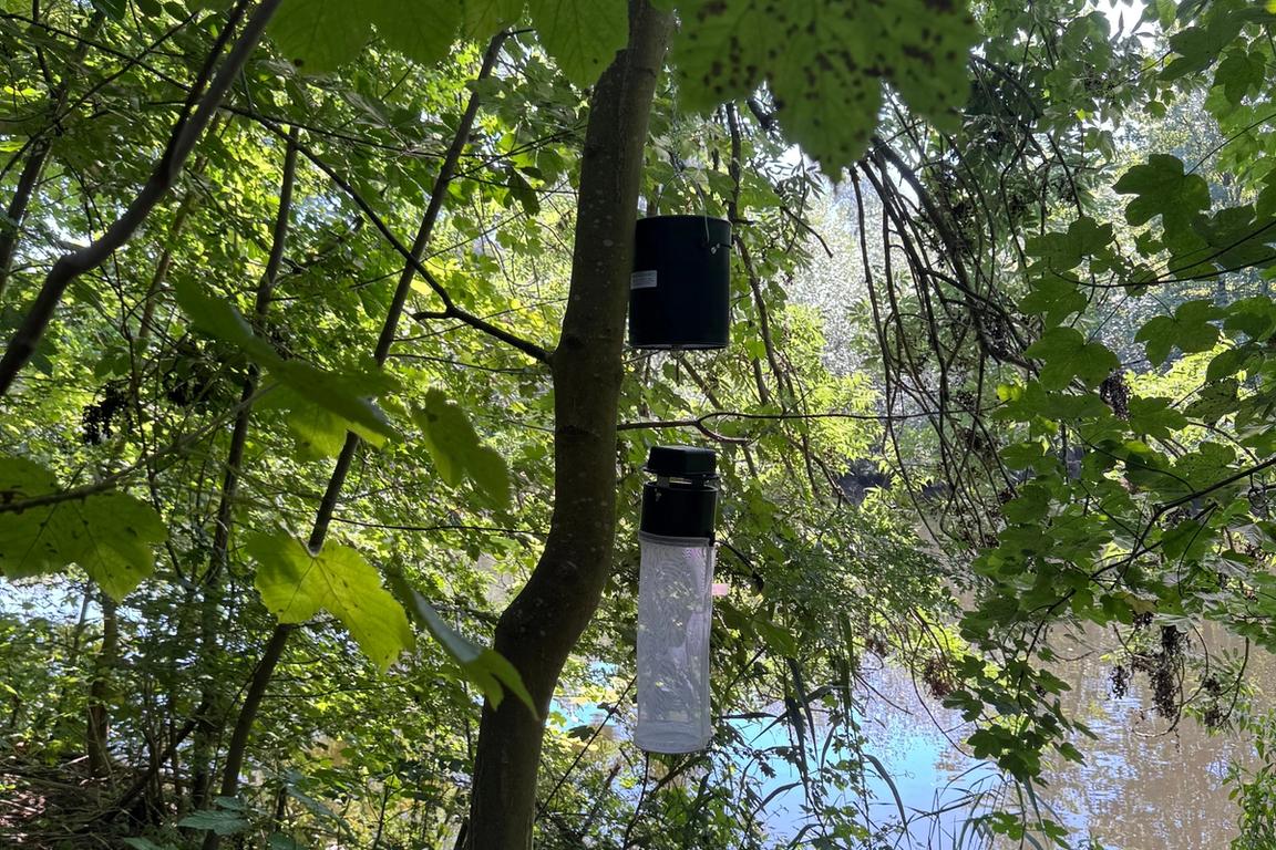 Mückenfallen an einem Teich