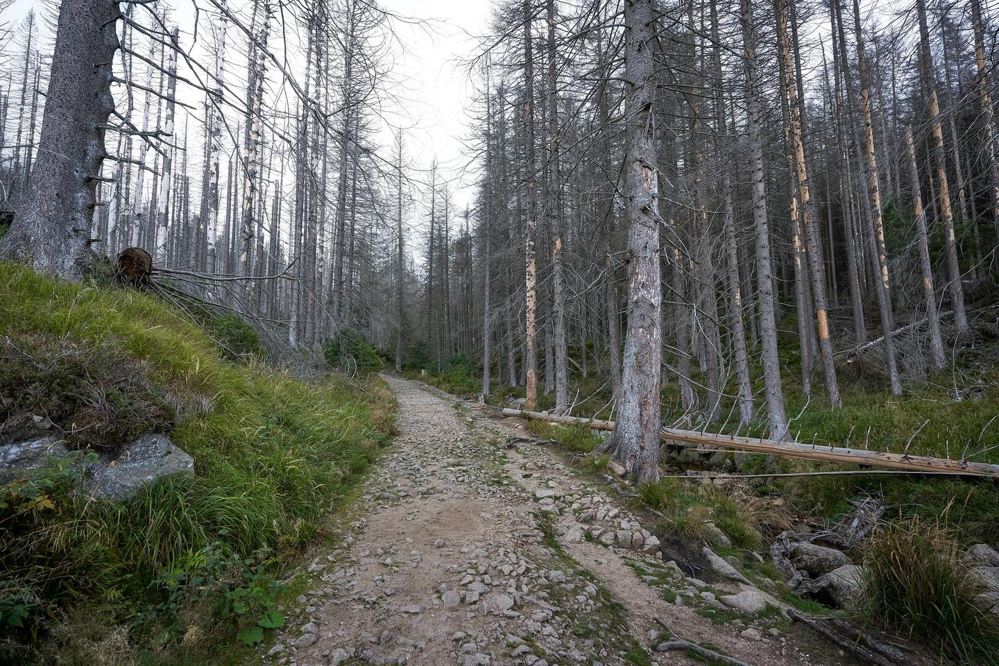 Forest path with bare, dead trees on both sides