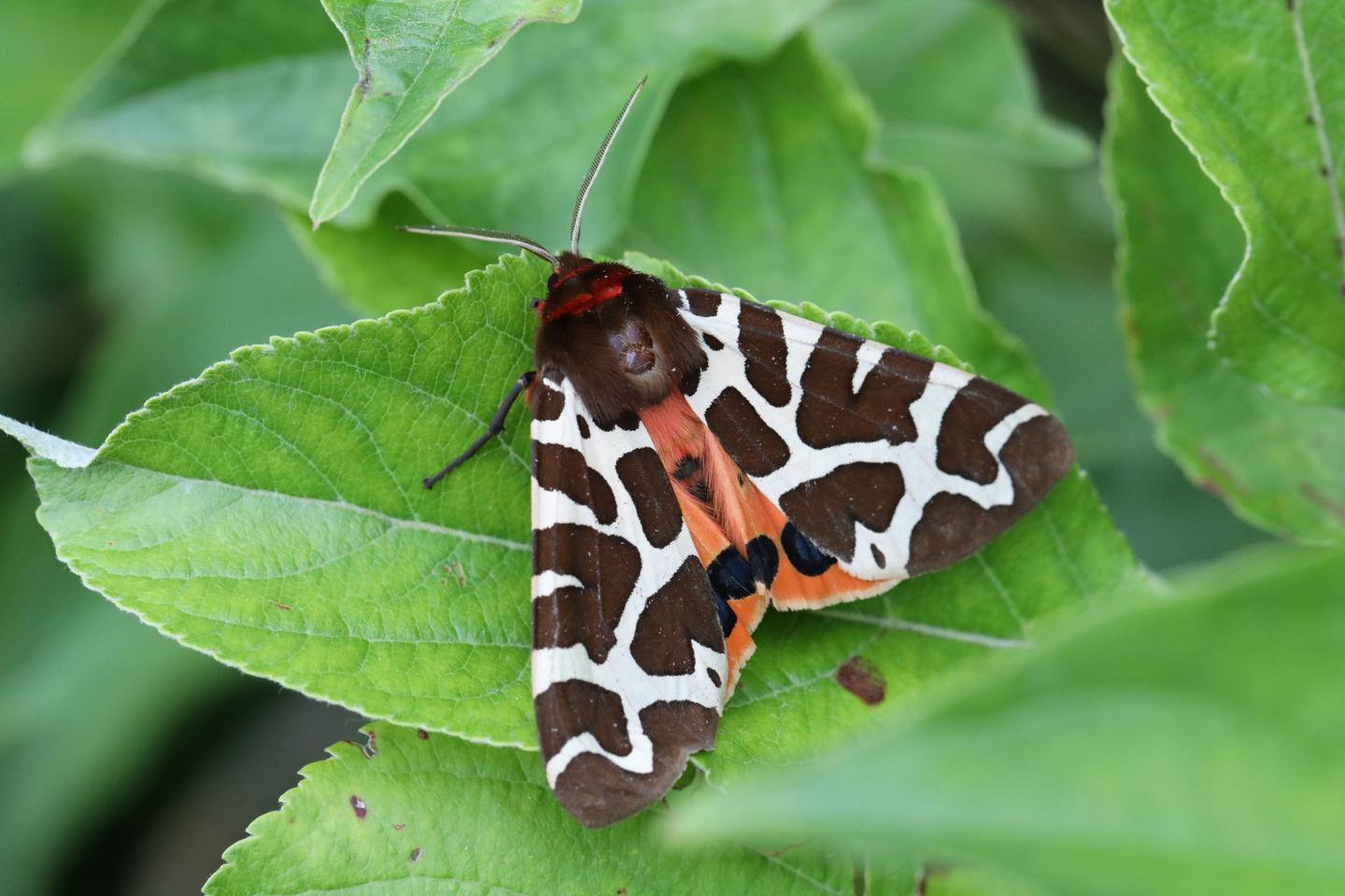 Moth on leaf