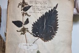 Eine Seite aus dem Herbarium Ruperti mit eingeklebten Brennnesselteilen.