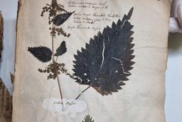 A page from the Herbarium Ruperti with pieces of nettle glued to it.