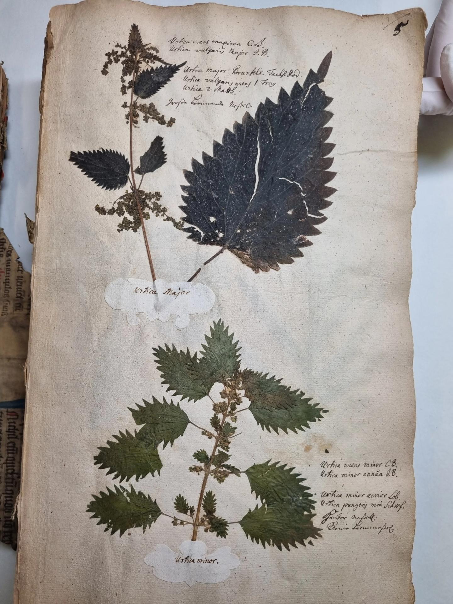 Eine Seite aus dem Herbarium Ruperti mit eingeklebten Brennnesselteilen.