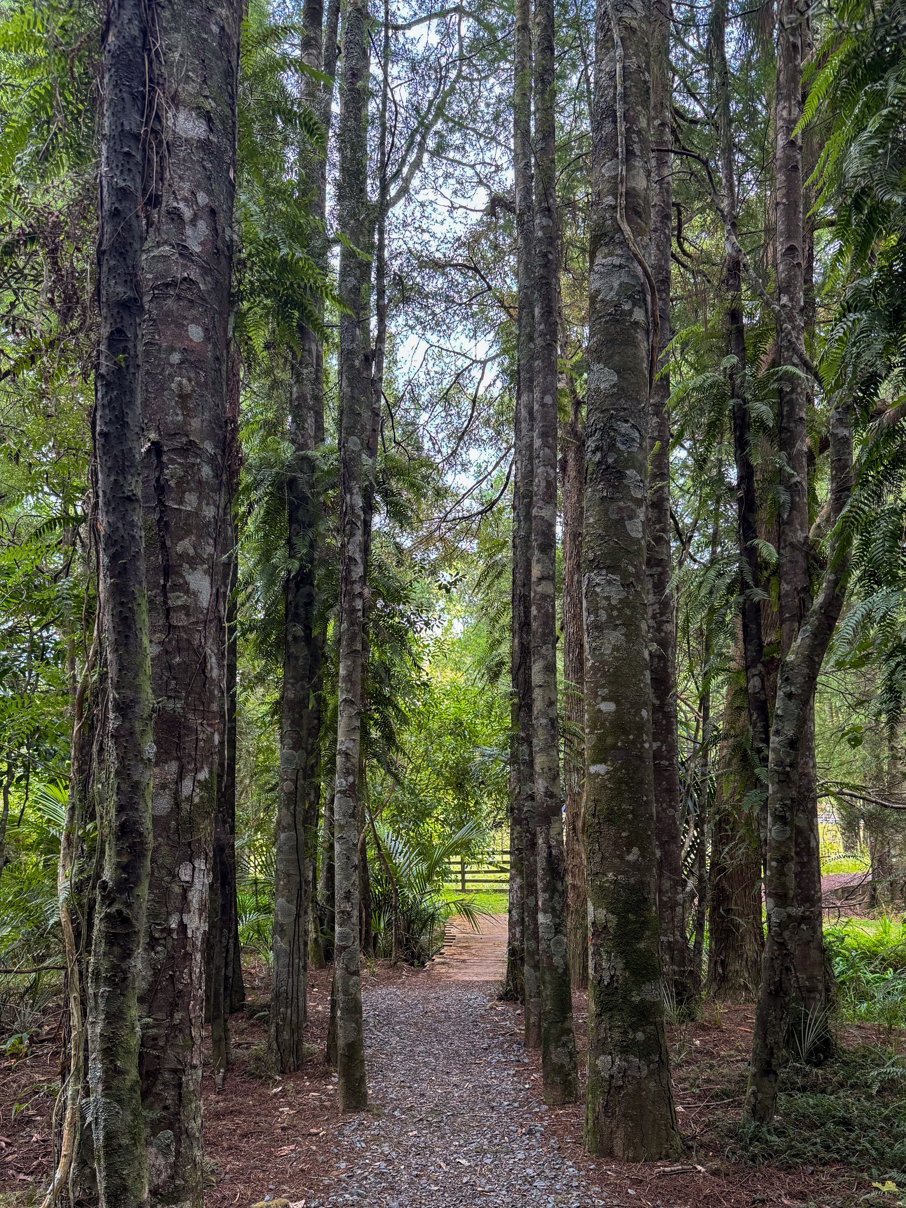 Forest walk in New Zealand