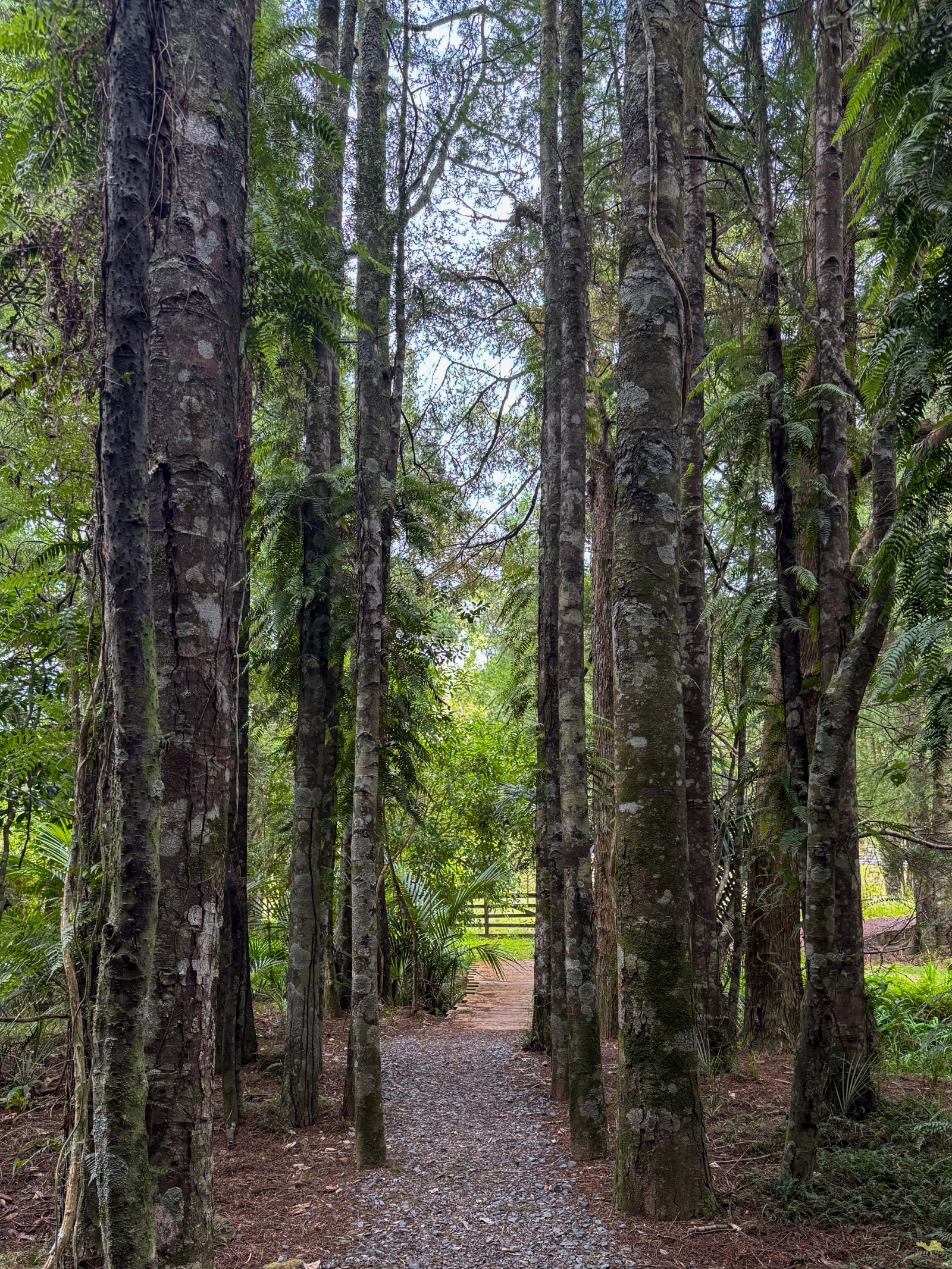 Forest walk in New Zealand