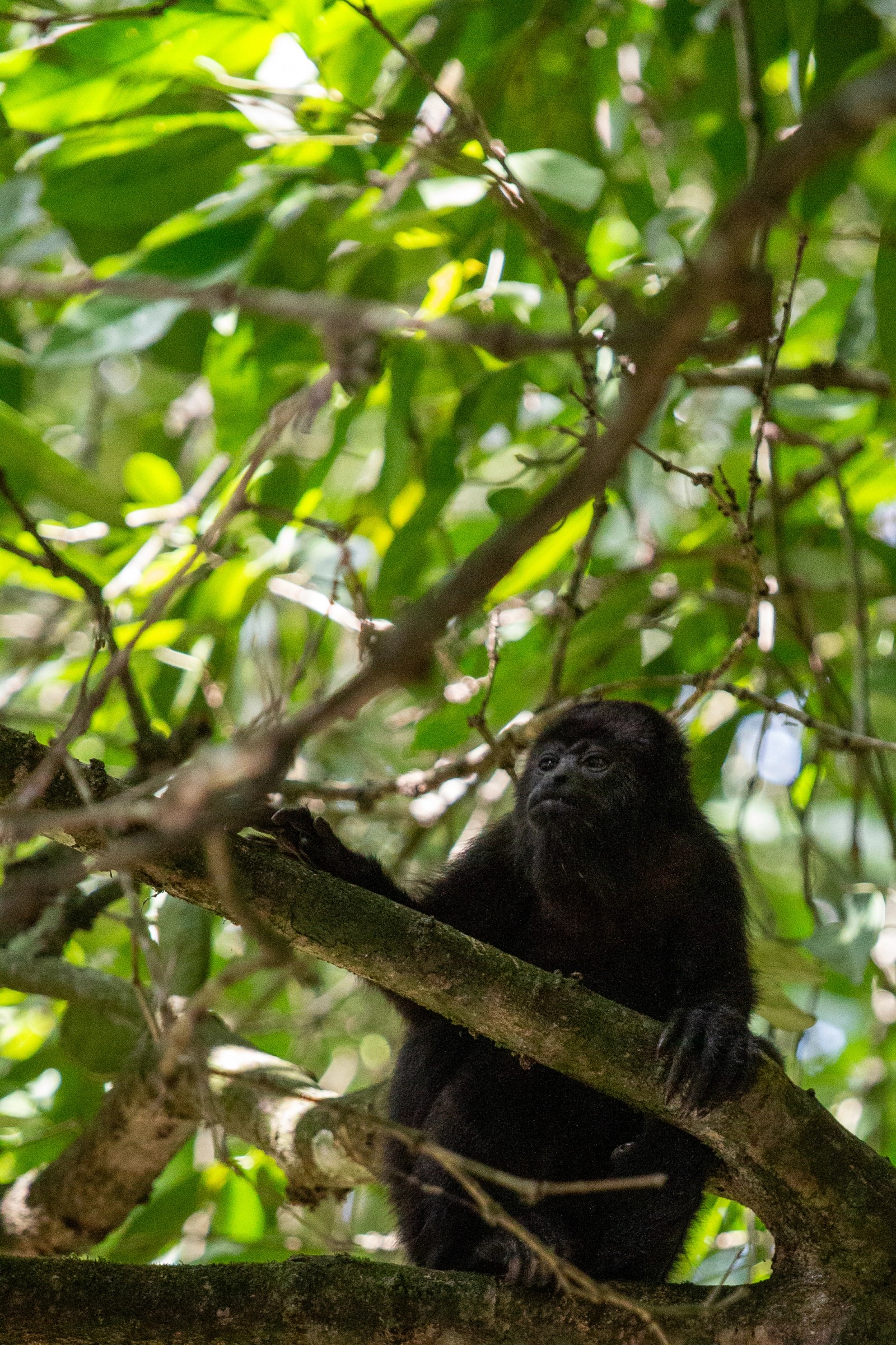 Howler monkey